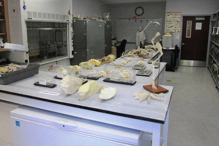 Lab
