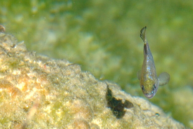 Pupfish swimming